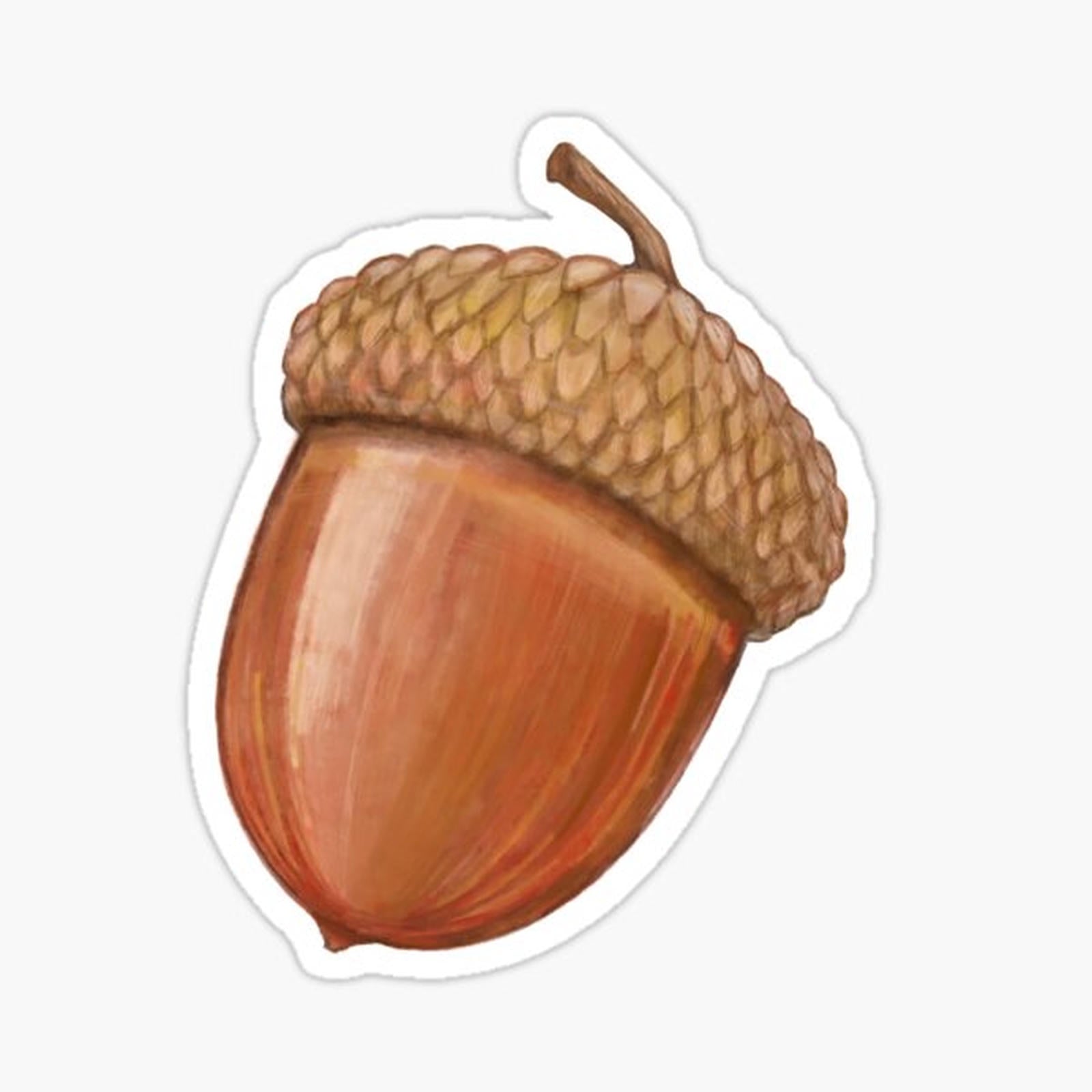 Acorn
