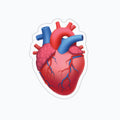 anatomical_heart