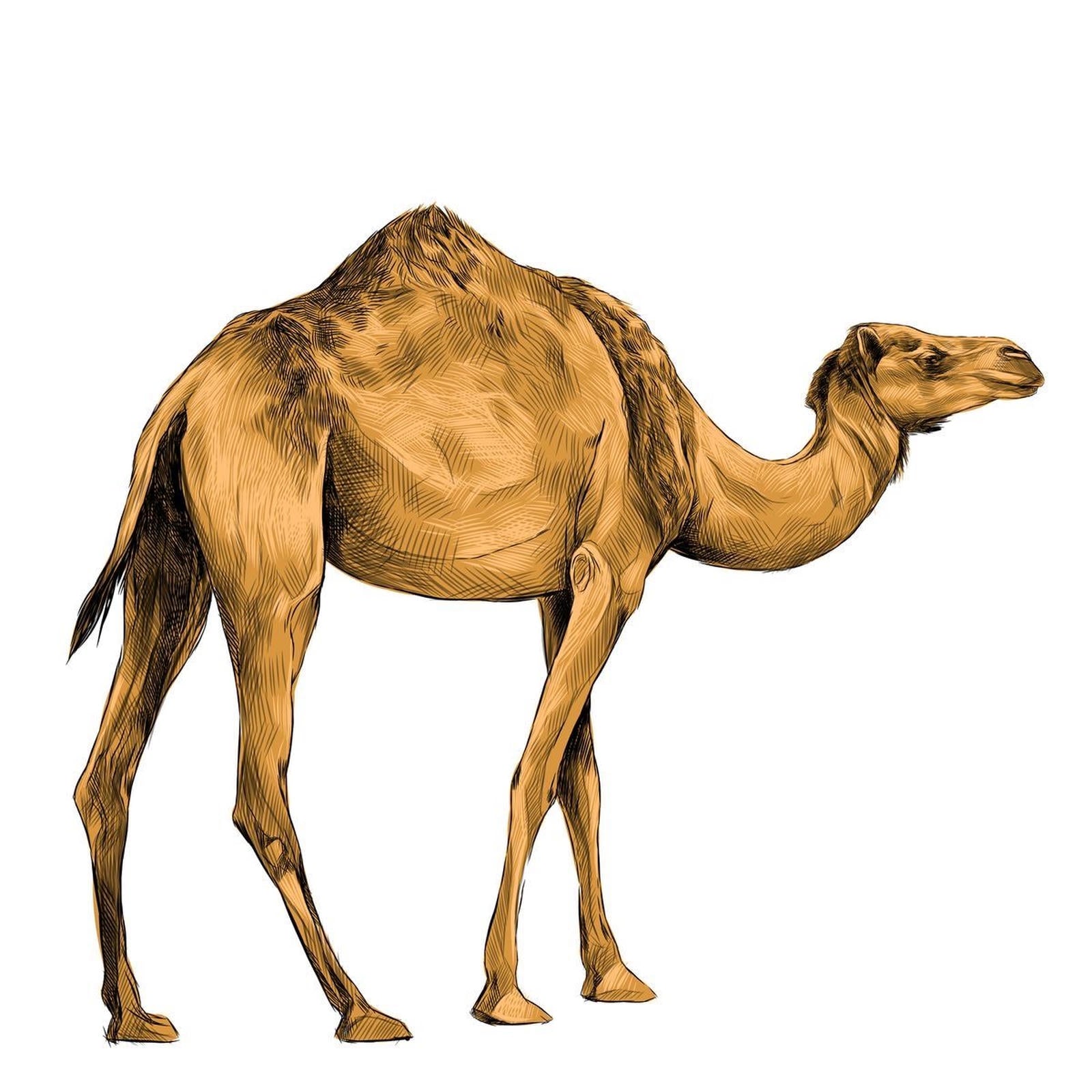 camel