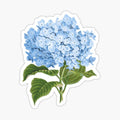 Hydrangea Flower In Blue