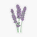Lavender Illustration