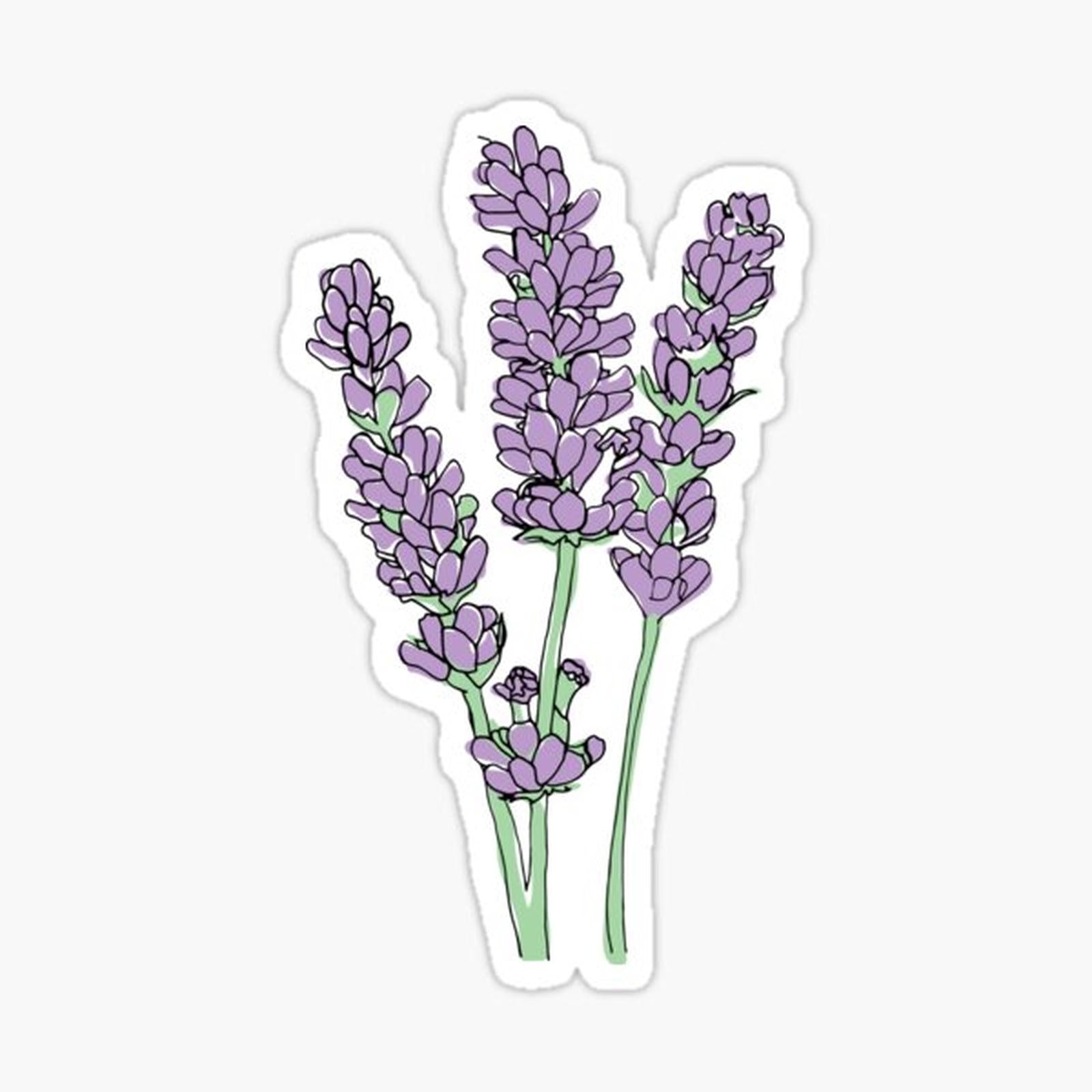 Lavender Illustration