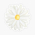 little white  daisy
