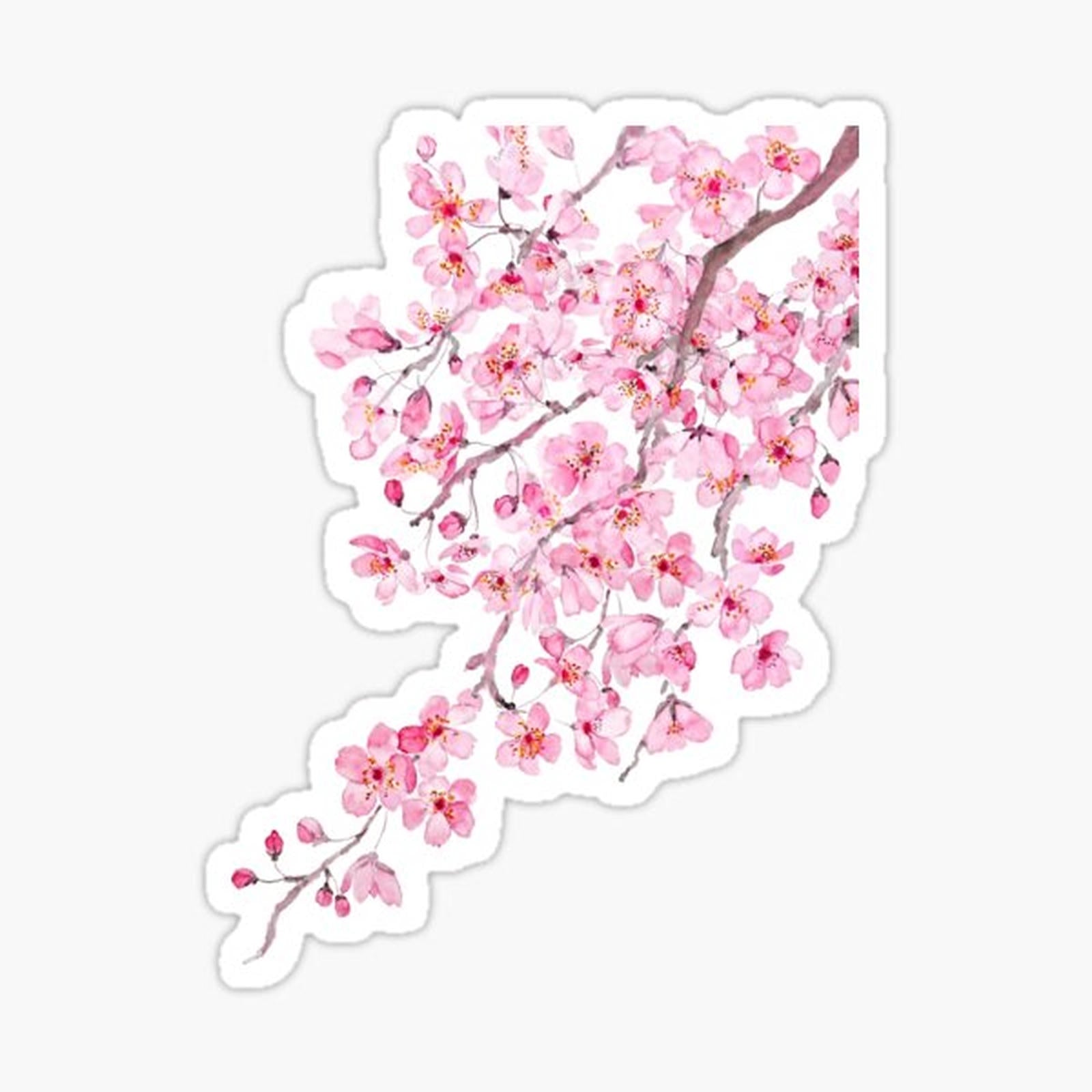 pink cherry blossom