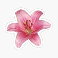 pink lily flower