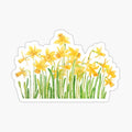yellow daffodils